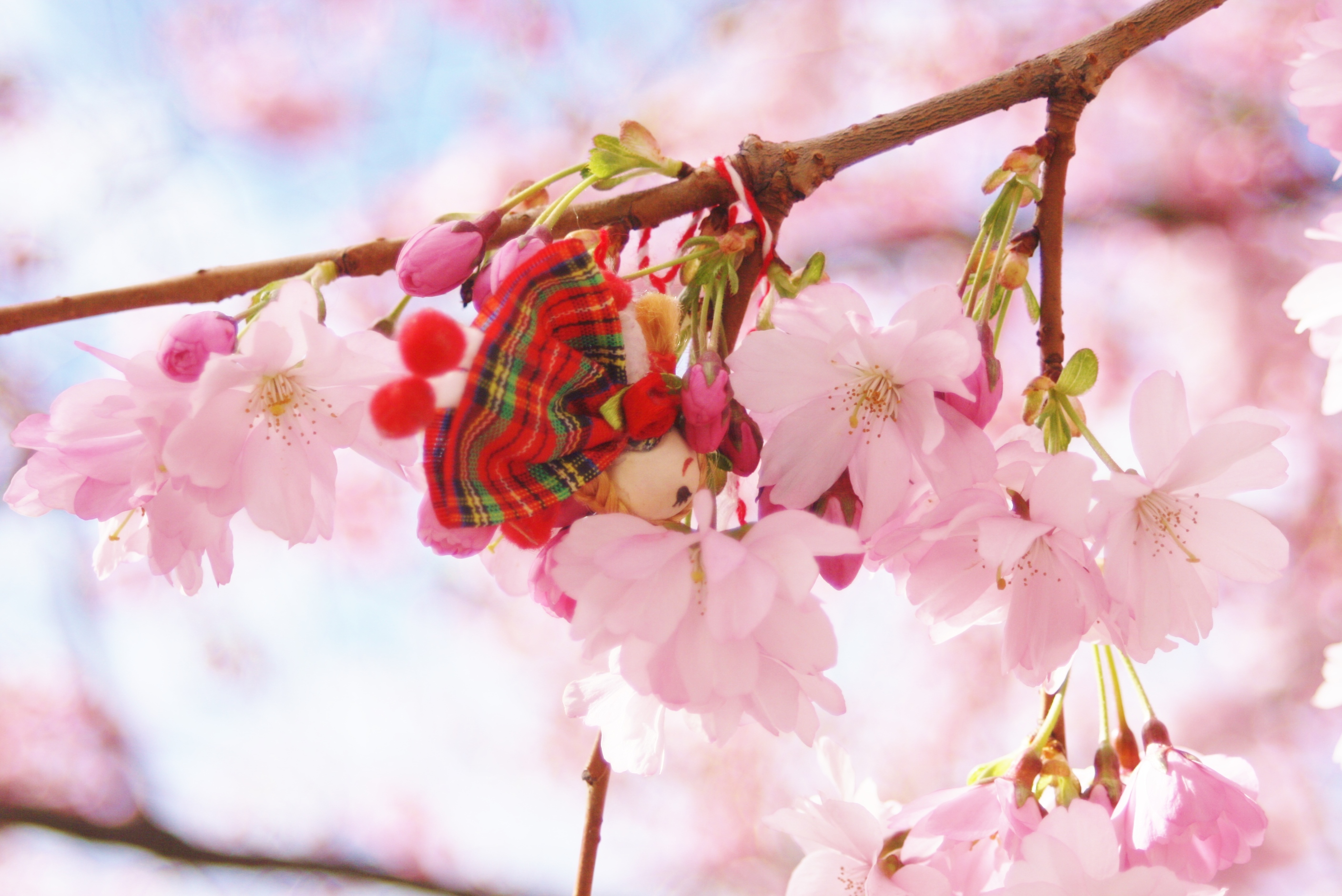 Vårtecken för mig är när körsbärsträden blommar i Kungsträdgården. Bilden tog jag för någr...