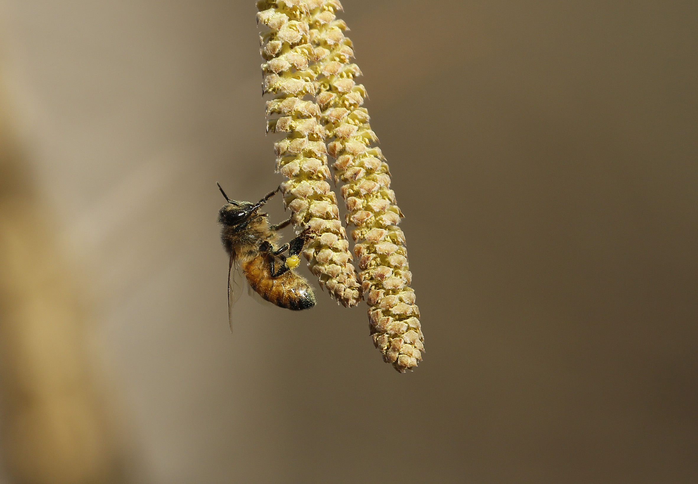 Hänget på hasseln lockar till sig ett bi.