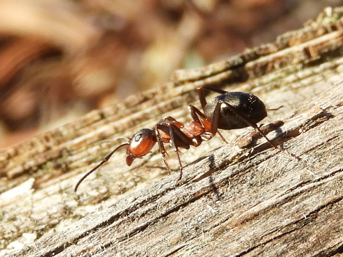 Promenad i naturreservatet Kohagen i Surahammar i en myrstack i solen var arbetet redan i ...