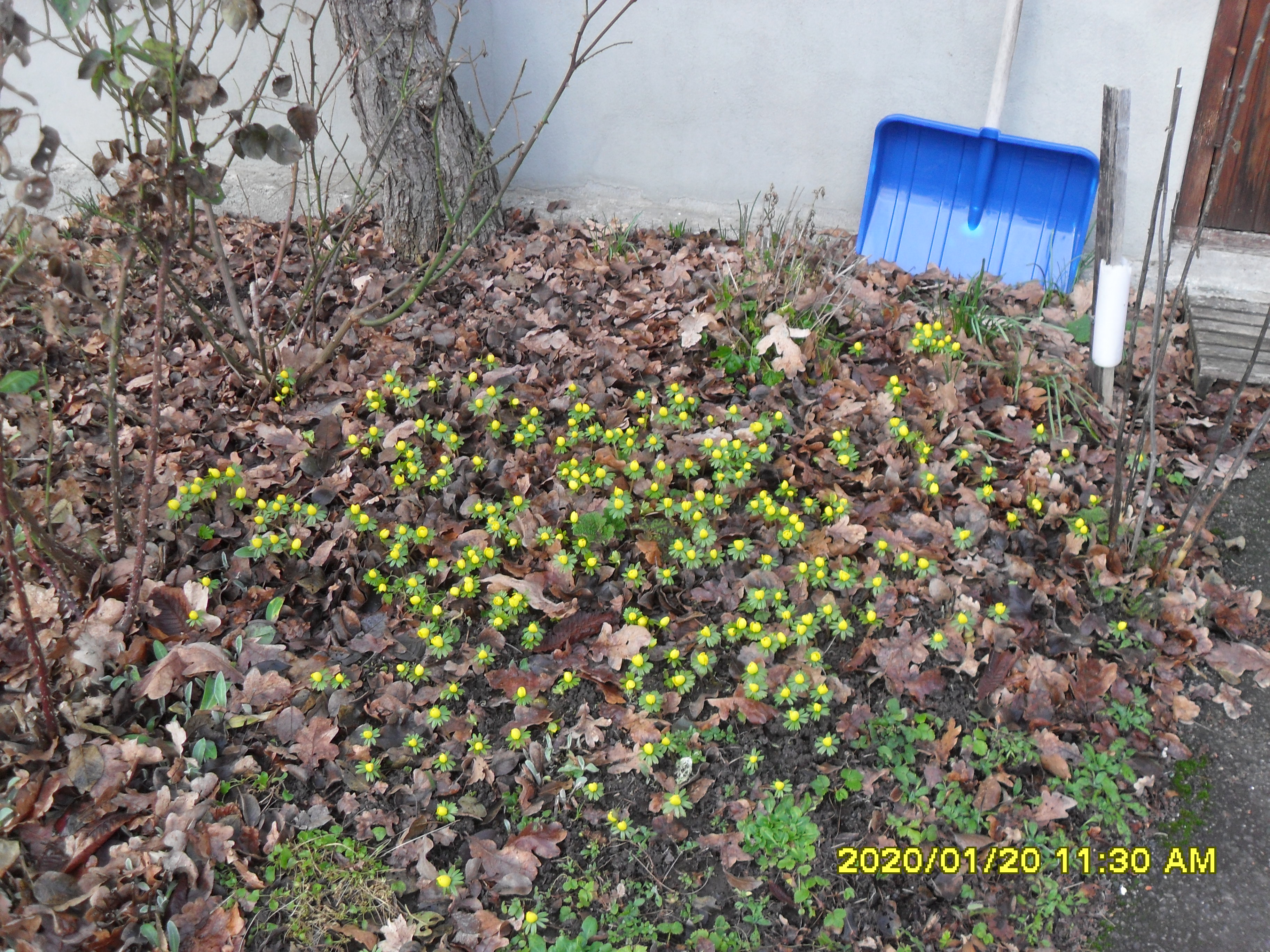 vintergäcken blommade först kring 10 februari förra året men i år så jag dem redan 2/1 och...