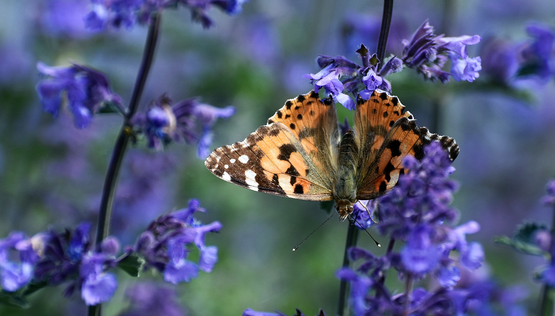 De första fjärilarna är alltid lika härligt att se! Förra året var det de långflygande tis...